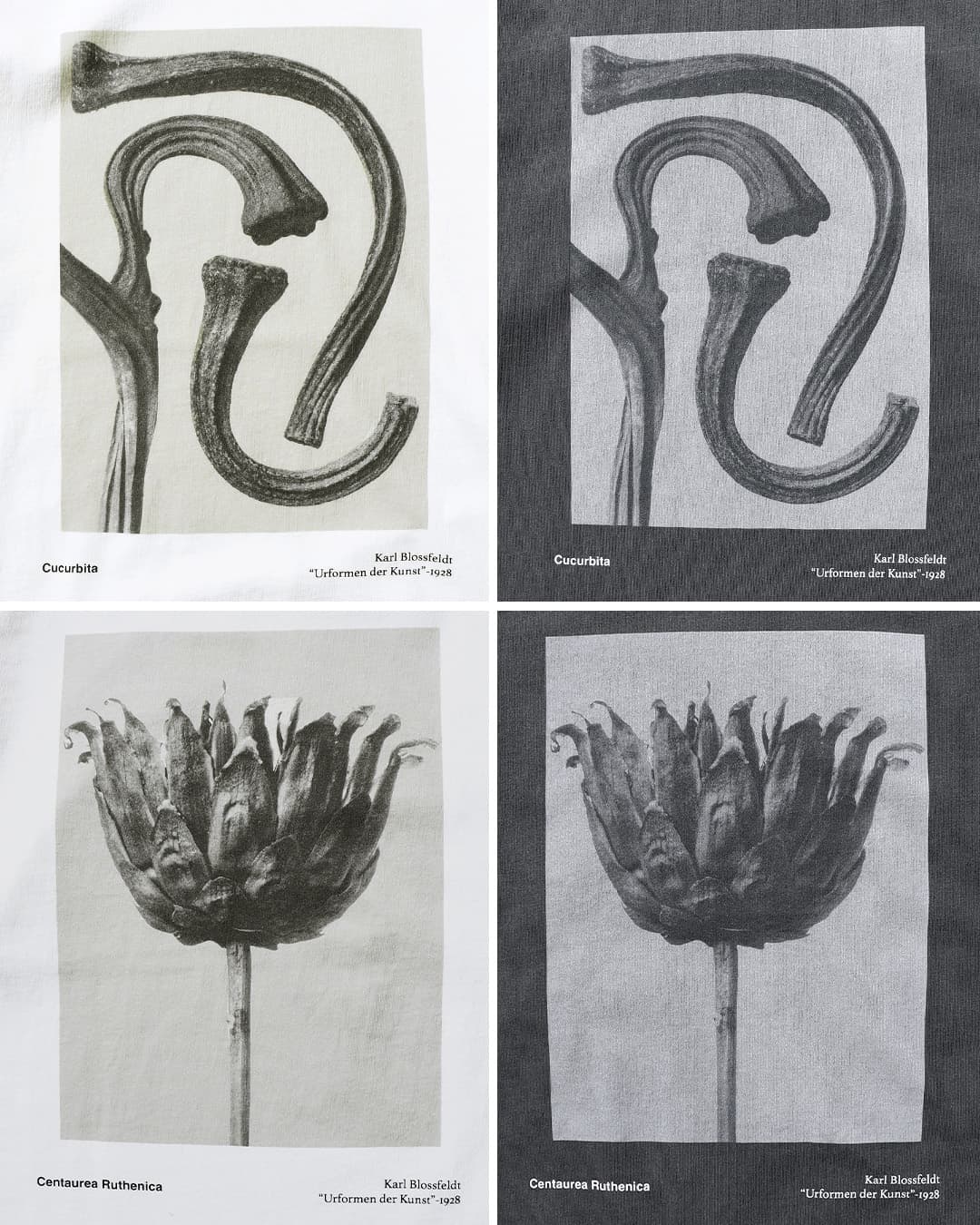 Johnbullコットン 長袖 Tシャツ Karl Blossfeldt Cucurbita / Centaurea Ruthenica LST jt263c07-09